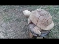 Черепаха из пенька очень долгосрочная поделка