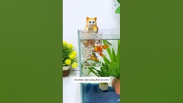 Hộp cho cá ăn hai lớp giữ nước sạch, tiết kiệm giúp cá ăn 2 loại thức ăn cùng lúc #aquatic #shorts