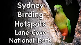 Sydney Birding Hotspots  #16 Lane Cove National Park