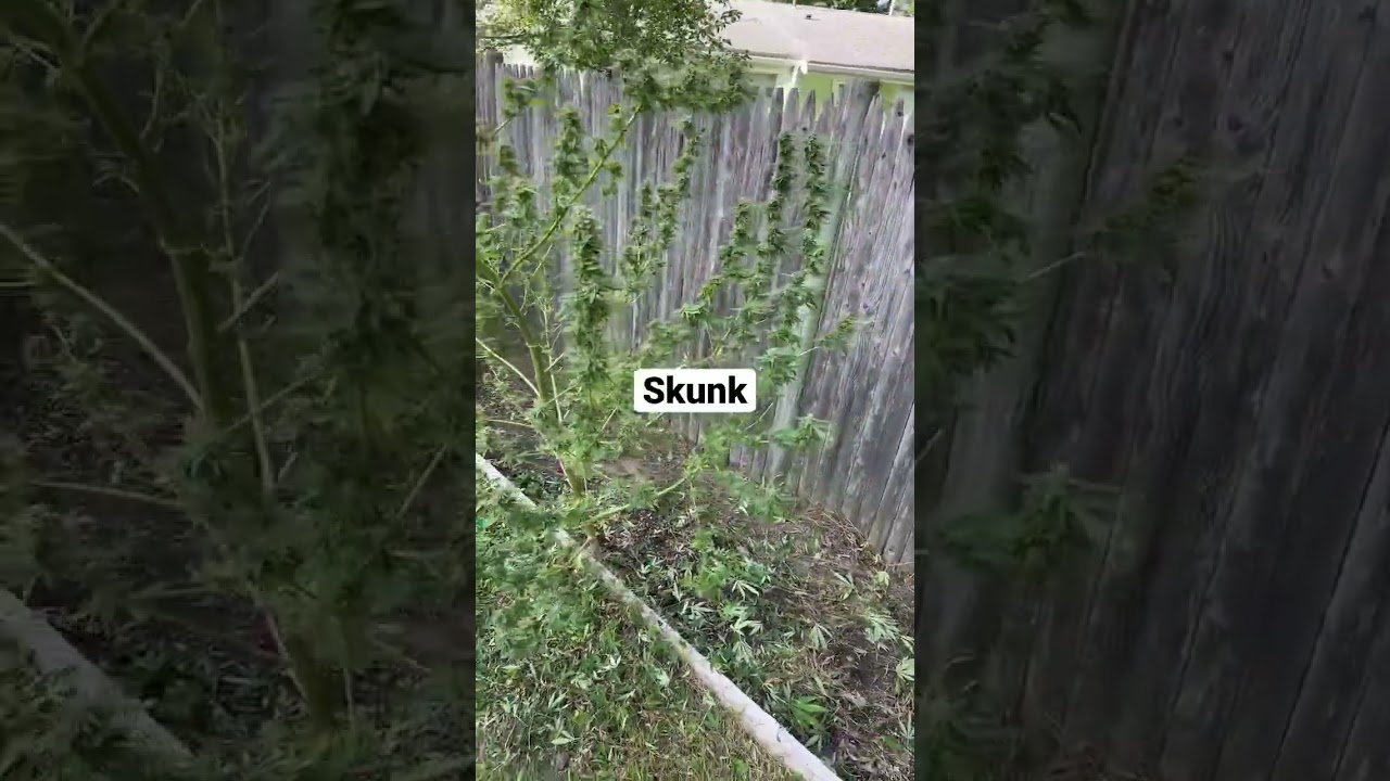 Skunk 🦨