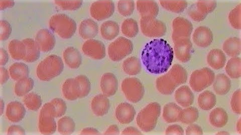 Visualization of blood and the cells it contains