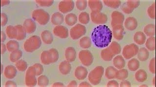 Visualization of blood and the cells it contains