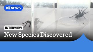Spider Enthusiast Discovers Huge New Species Of Deadly Funnel Web Abc News
