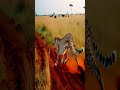 🐾 Cheetah accelerates 0 to 60 in three seconds! 🤯