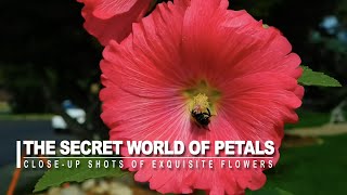 Check Out This Amazing Youtube Video Showcasing A Flower Variety Collection!