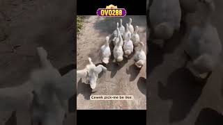 Download Lagu Ketika tau pacar barunya gak lebih cakep dari lu 😂#fypシ゚viral  #viral videolucu #ngakak #cat MP3