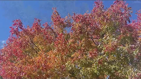 How do we get the fall colors on our trees?