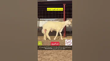 إنتاج حلال أبناءالشيخ براك الدعدي رحمة الله فهد رشيد الصبحي مراح الفارقات مكة المكرمة 0544445440 
