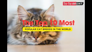 🐱😺Discovering the Top 10 Most Popular Cat Breeds: Feline Favorites Around the World 🐱😺