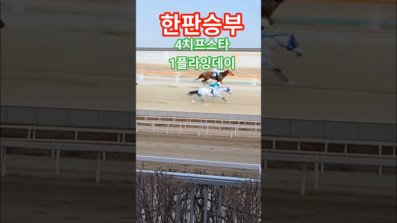 치프스타 안돼~~#경마 #말#달려라말 #shorte #horse