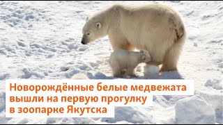 Новорождённые белые медвежата вышли на первую прогулку в зоопарке Якутска | Сибирь.Реалии