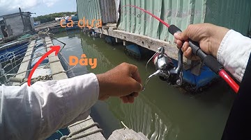 100/ Trùng bẹ , mồi khoái khẩu của cá Ngát ,  Tráp ( hanh ) ở khu vực Vũng Tàu khi nước chảy mạnh