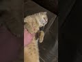 Rubbing my dapper little dude’s chest. Meet Leo.