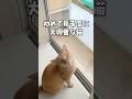 初めて見る雪に大興奮な猫w #shorts