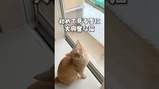 初めて見る雪に大興奮な猫w #shorts