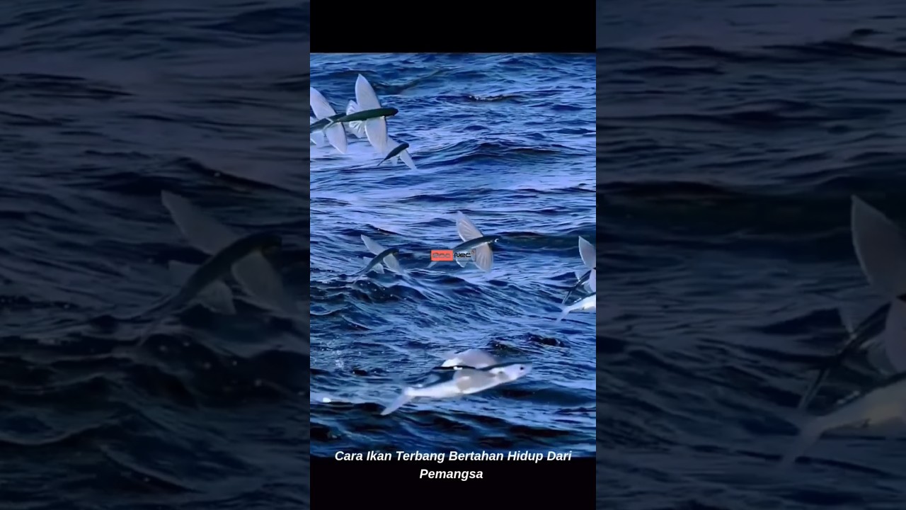 How Flying Fish Survive From Predators | Cara Ikan Terbang Bertahan Hidup Dari Pemangsa