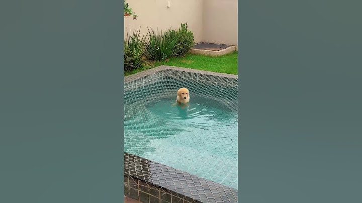 Frederico caiu na piscina 😂