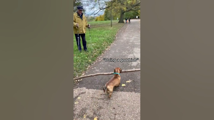 Top Funny Dog Videos of This Week #shorts