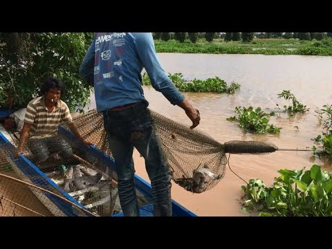 khmer net fishing 2017 Net fishing - Cambodian Traditional Fishing (part 4)