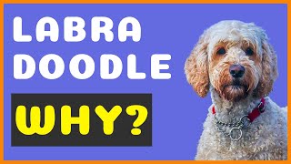 Why You Should Get A Labradoodle!