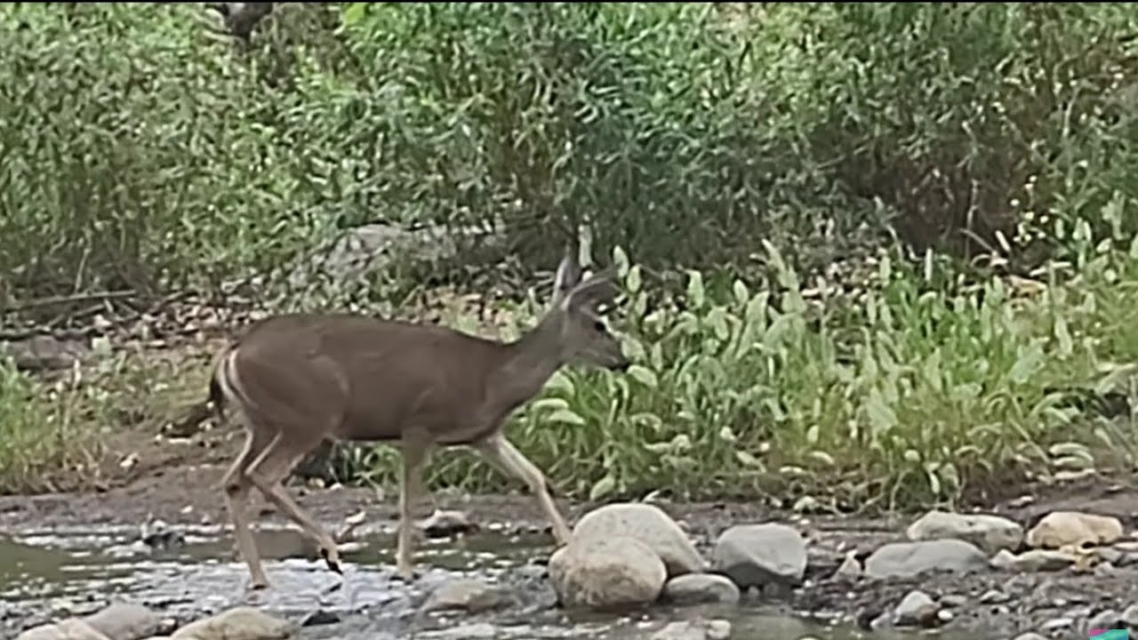 WE SAW A HAWK CARRYING A SQUIRREL and 2 DEER on our BIKE RIDE! - YouTube