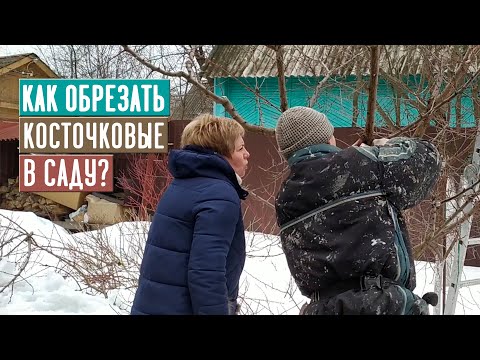 Видео: Что такое косточковое дерево – факты о косточковых плодах и информация о выращивании