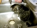 Sprout the kitten discovers the kitchen faucet