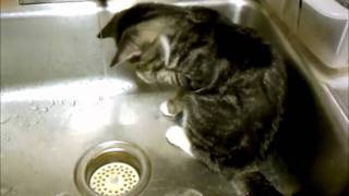 Sprout the kitten discovers the kitchen faucet
