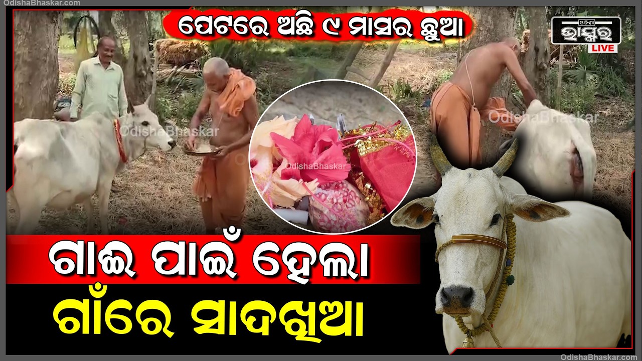 ଗାଈ ପେଟରେ ଅଛି ୯ ମାସର ଛୁଆ...ଗାଈ ପାଇଁ ହେଲା ଗାଁରେ “ସାଦ ଖିଆ” ଉତ୍ସବ