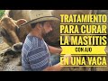 Curando la  Mastitis de una Vaca con Ajo.