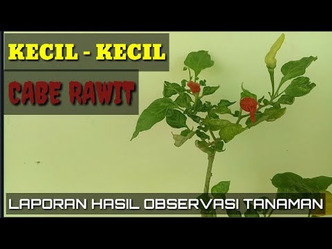 Kecil Kecil Cabe Rawit Laporan Hasil Observasi Tanaman Youtube