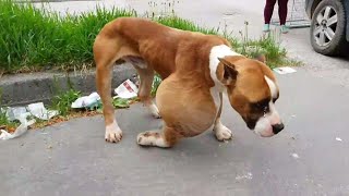 He was dumped in the forest with huge tumor...cold, alone and sadness waiting for his end in agony.