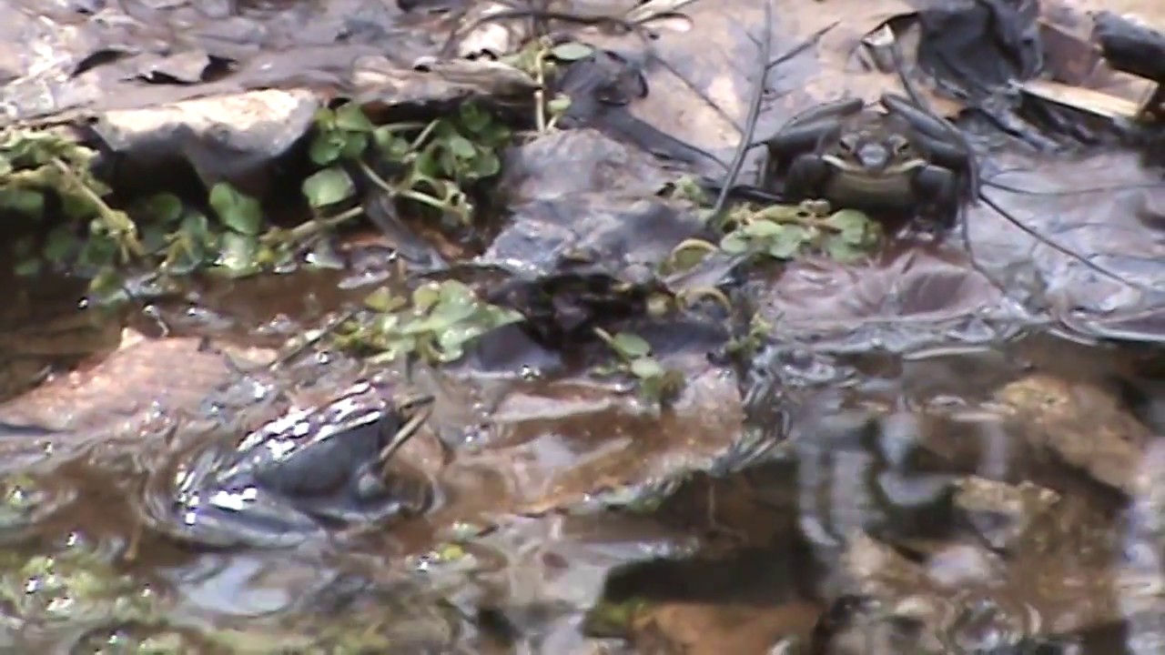 Warm February days draw wood frogs out of hibernation YouTube