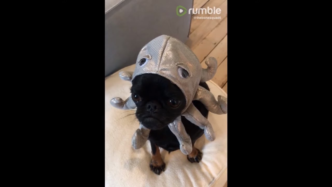 videos for cats Adorable pup models funny octopus hat
