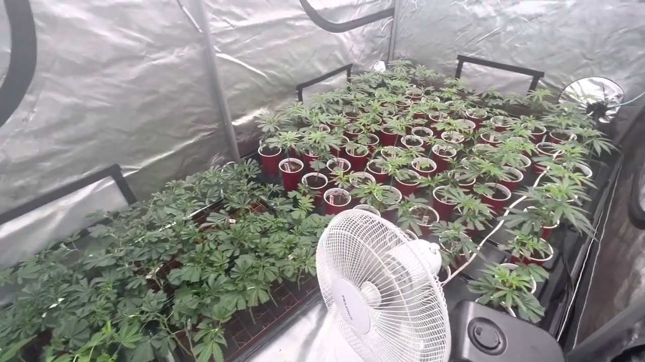 I feel like a brand new man! 😂 🔥Clone List Let’s Go!