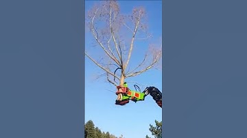 Tree Cutting Equipment