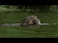 Otter Family Kills Caiman | BBC Earth