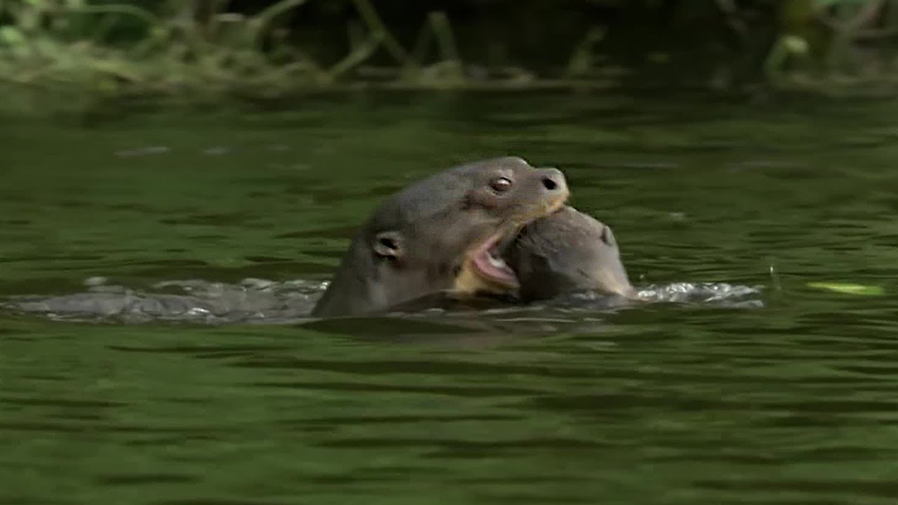 Download Otter Family Defeats Caiman in an Incredible Fight | BBC Earth