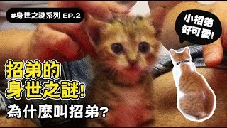 【招弟的身世之謎！為什麼叫招弟？】志銘與狸貓