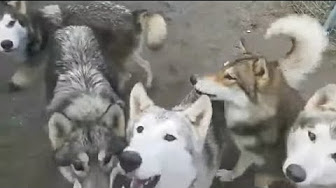 狼犬 Youtube