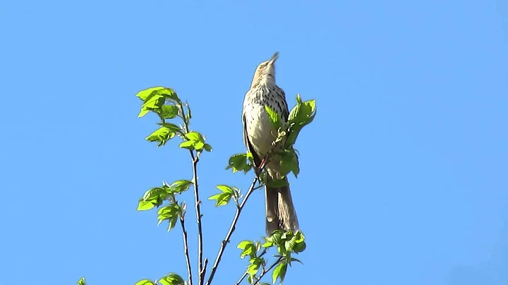 Brown Thrasher, Regina SK Canada May 18, 2015