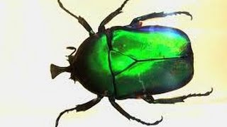 Домашний ручной жук Золотистая бронзовка Домашний ручной жук Золотистая бронзовка