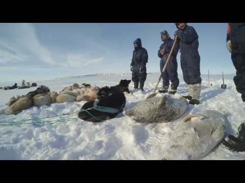 Video: Kaip Apsistoti Atokiausiame Grenlandijos Viešbutyje „Ittoqqortoormiit Guesthouse“