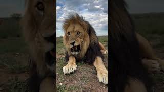 EVEN THE kings have off days👑😅🤪#valentino #lion  #respectwildlife #fyp