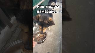 Любимое лакомство Метиса! #собака #пес #dog #dogs #пёс #домашниеживотные #животные #милота #собаки