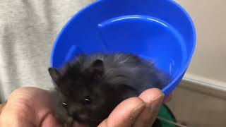 Shy boy hamster by R 84 views 1 year ago 3 minutes, 10 seconds