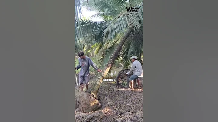 No Cranes, No Problem ! This Tree Moving Trick Is Genius #shorts