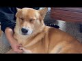 いつもよりフワフワな犬（雑種犬）