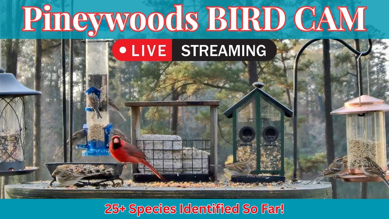 LIVE Bird Feeder Cam | Watch Wild Birds! | January 6th, 2026