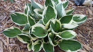 Early Spring is Best Time to Divide Hosta